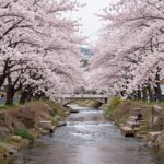 진해 여좌천 벚꽃터널 낮 풍경, 분홍빛 벚꽃이 하천 양쪽을 가득 메우고 있다