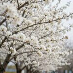 하얀 장미 조팝나무 꽃이 가지마다 풍성하게 피어 있는 모습