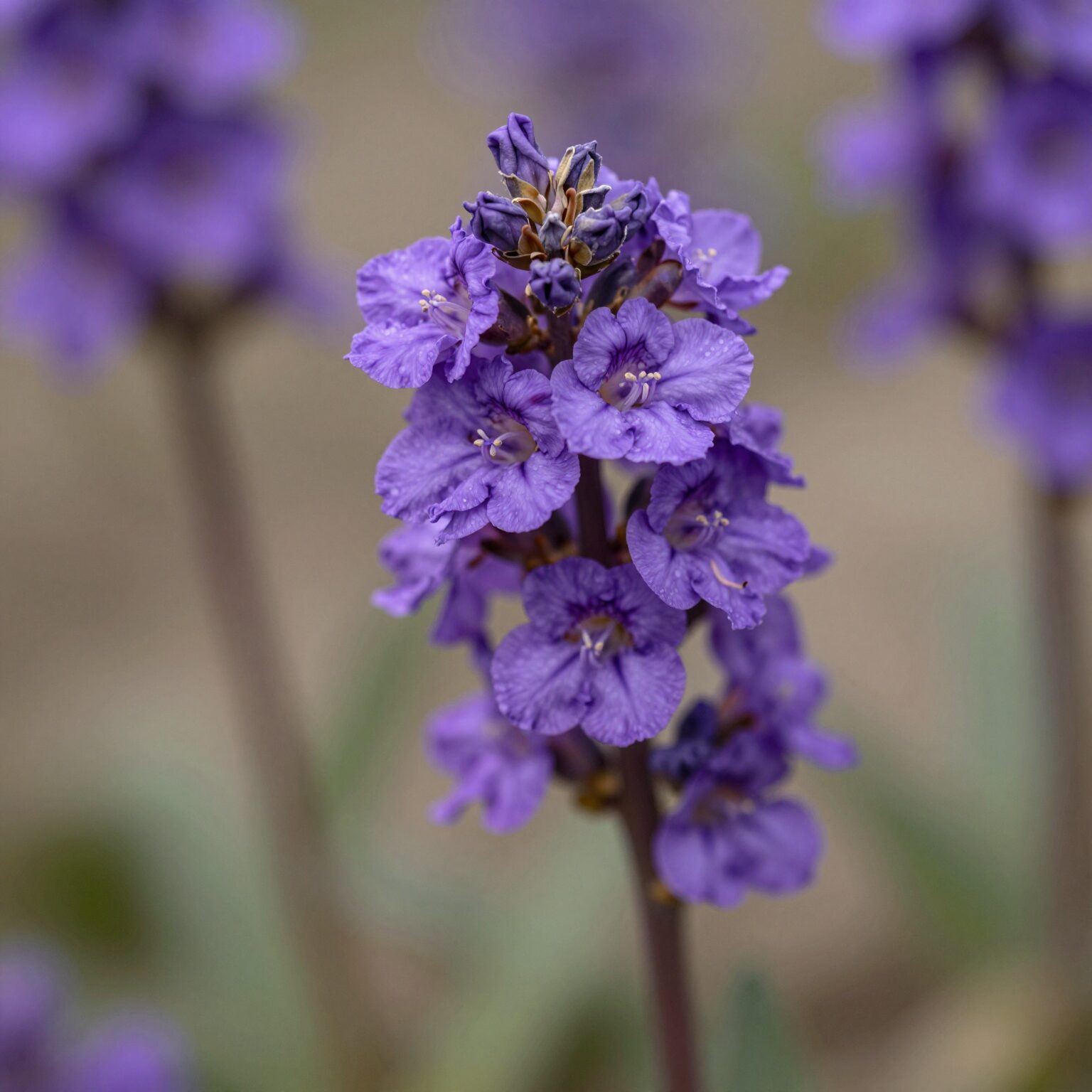 봄에 핀 보랏빛 으름꽃의 클로즈업 사진, 독특하게 말린 꽃받침이 특징