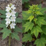 진달래와 철쭉 나란히 비교 사진 왼쪽은 잎 없이 꽃만 핀 진달래 오른쪽은 잎과 함께 핀 철쭉