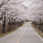 춘천 부귀리 벚꽃길 S자 코스의 구불구불한 도로와 양쪽에 핀 만개한 벚꽃 나무