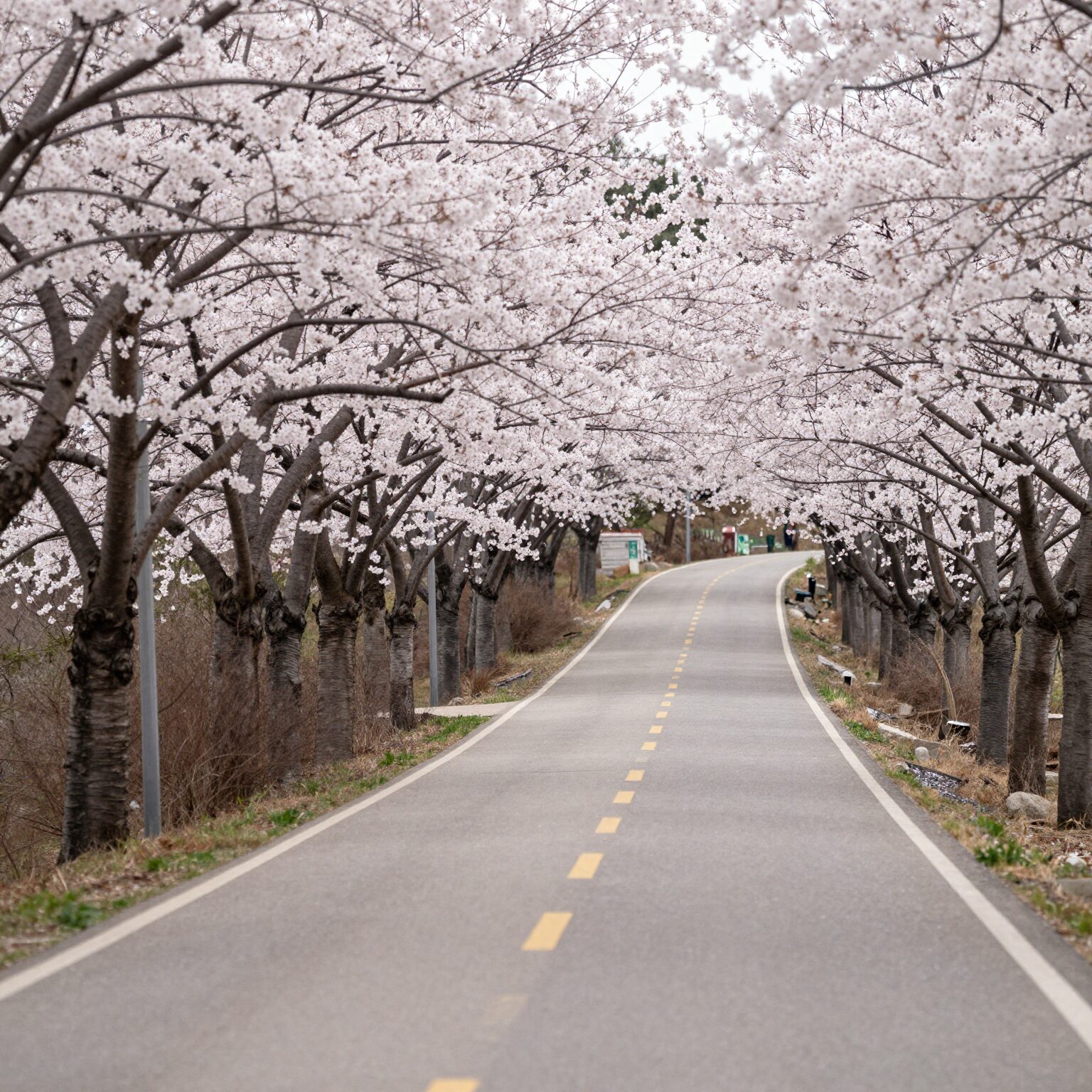춘천 부귀리 벚꽃길 S자 코스의 구불구불한 도로와 양쪽에 핀 만개한 벚꽃 나무