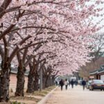 경주 불국사 공원에 핀 분홍색 겹벚꽃 나무들이 길게 늘어선 풍경