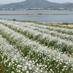 창녕 남지 유채꽃 축제의 넓은 유채밭과 낙동강 풍경