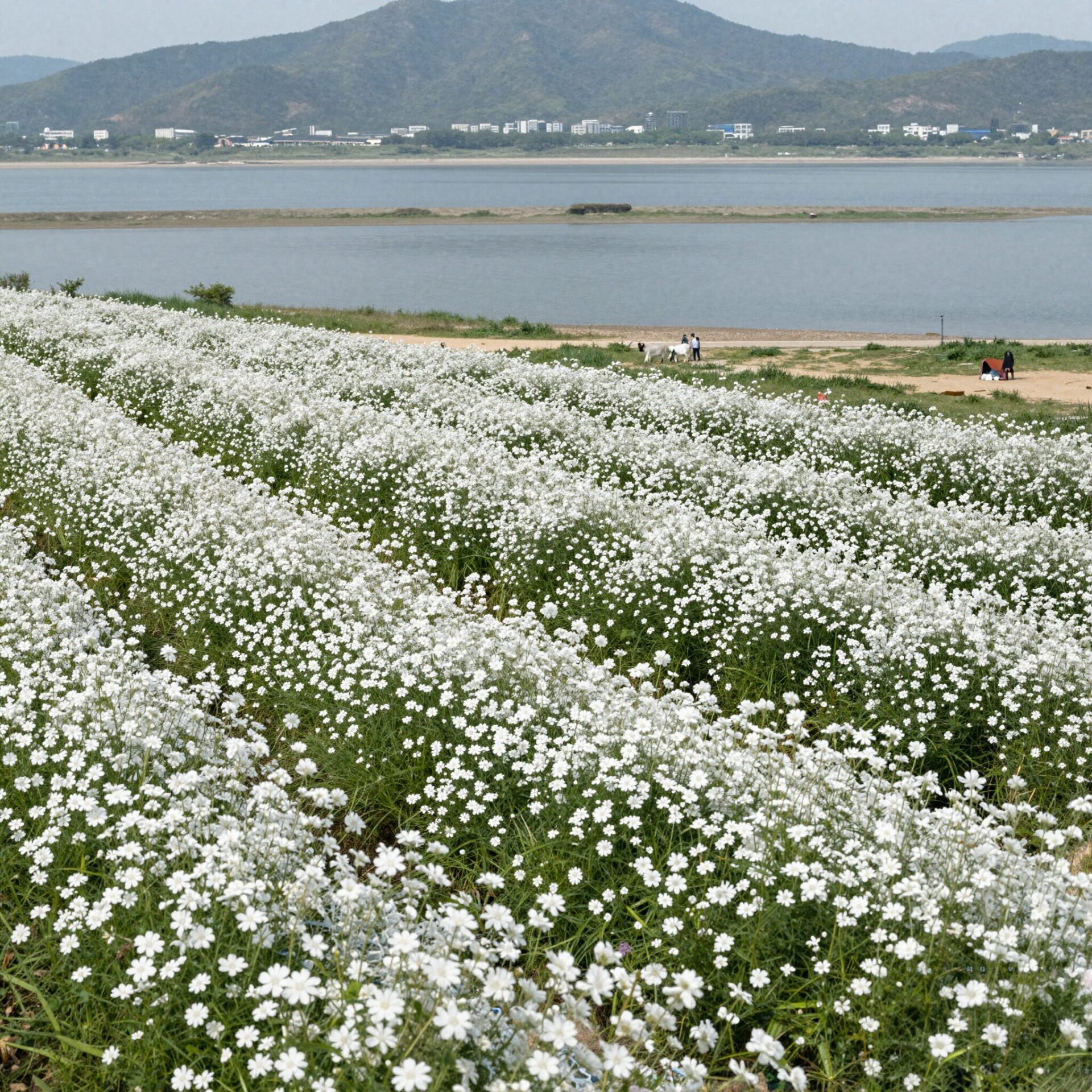 창녕 남지 유채꽃 축제의 넓은 유채밭과 낙동강 풍경