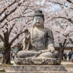 천안 각원사 청동대불과 핀 겹벚꽃 배경의 봄 풍경