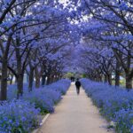 청주 청남대 대청호를 따라 조성된 산책로의 푸른 풍경