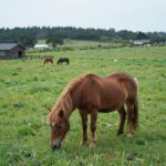제주도 대한목장 카페의 푸른 잔디밭과 포니가 있는 평화로운 풍경