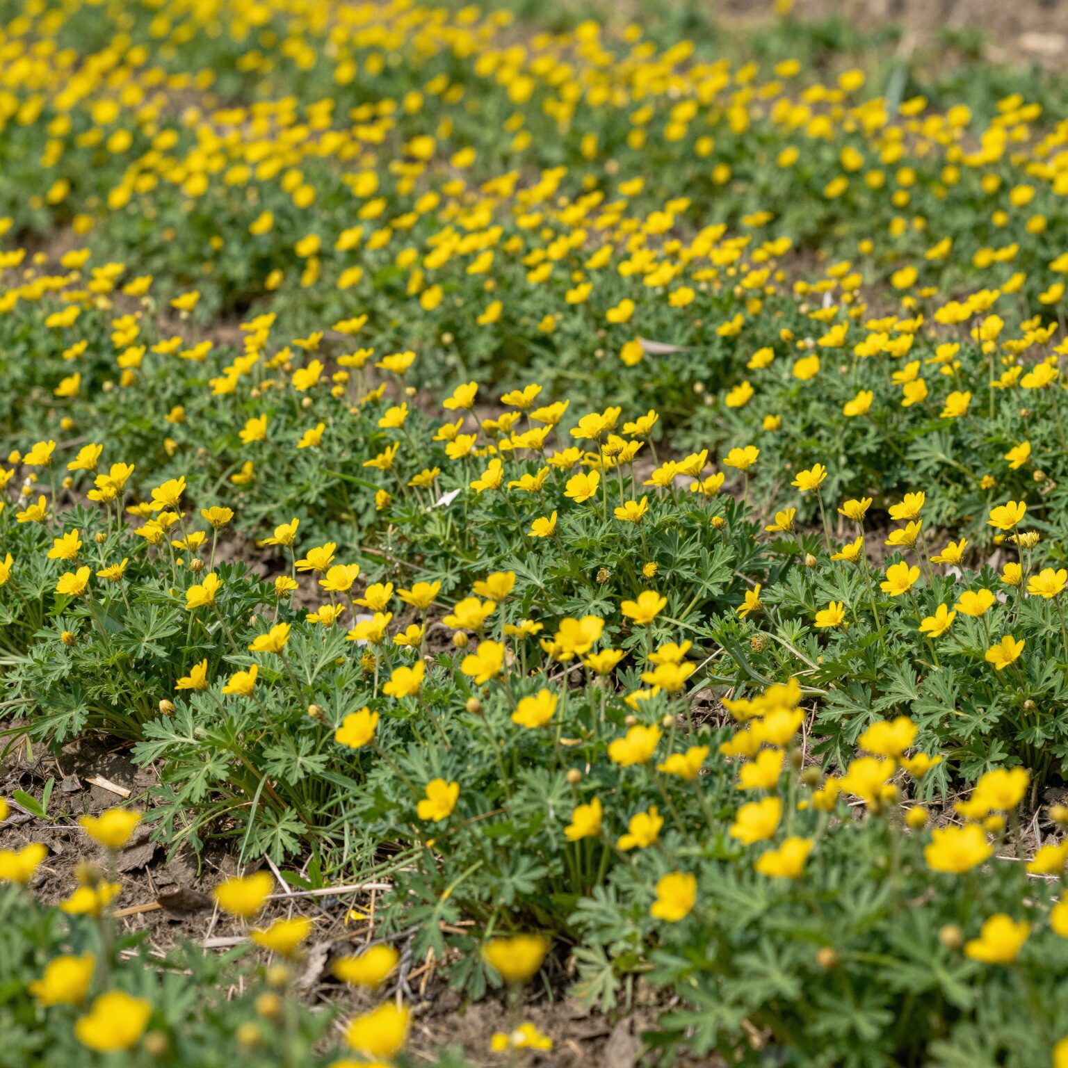 노란 민들레꽃이 만발한 텃밭 봄 풍경