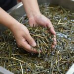 봄 제철 머위쌈 맛있게 먹는 방법 데친 머위를 물에 담가 쓴맛을 빼는 과정