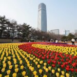 대구 이월드 튤립축제 포시즌스가든의 알록달록한 튤립 화단과 배경의 83타워
