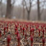 봄의 천마산 야생화와 개감수 식물 이야기 봄 숲속 땅에서 올라온 붉은색 개감수 새싹 무리