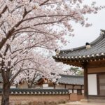 서산 개심사 청벚꽃과 전통 한옥 지붕이 조화를 이룬 봄 풍경