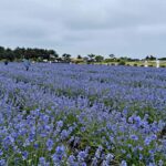 5월 제주 가파도 청보리밭 전경으로 푸른 보리와 유채꽃이 어우러진 풍경