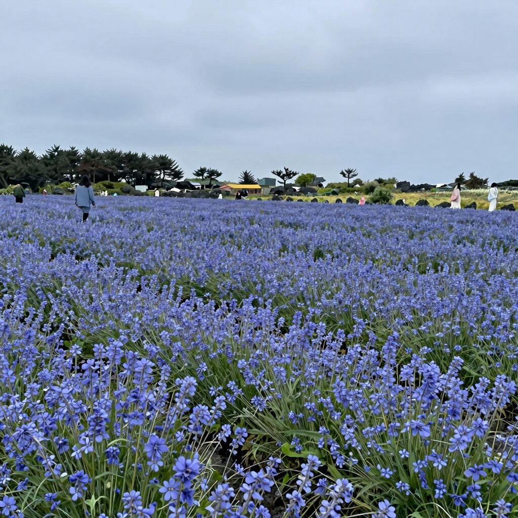 5월 제주 가파도 청보리밭 전경으로 푸른 보리와 유채꽃이 어우러진 풍경