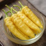 유리병에 담긴 노란빛이 도는 완성된 개두릅장아찌, 고추와 함께 담겨있다