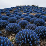 제주도 고사리 채취 장소 풍경, 산기슭과 들판에 푸른 고사리가 자라고 있는 모습