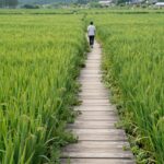 고창 청보리밭 데크길과 초록 보리 물결