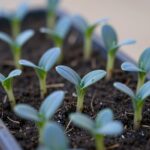 화분에 싹이 튼 히카마 모종 사진, 푸른 본잎이 몇 장 나온 상태