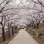 황매산 군립공원 정상 주차장 근처 벚꽃길, 늦게까지 피어 있는 봄 벚꽃과 산책로