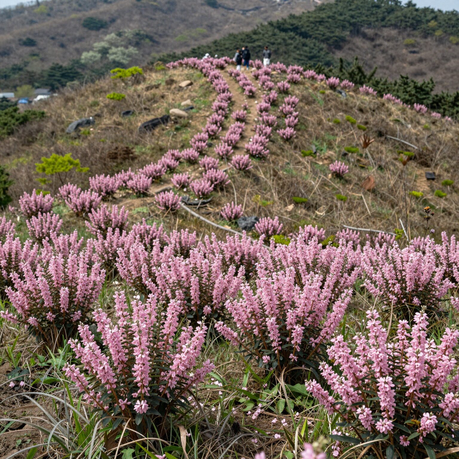창녕 화왕산 능선에서 바라본 진달래 군락과 초원 풍경