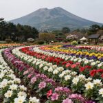 제주 휴애리 자연생활공원의 넓은 정원에 형형색색 수국이 만개한 풍경, 한라산을 배경으로 펼쳐진 아름다운 수국밭