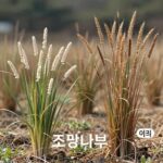 조팝나무와 이팝나무의 키 차이를 보여주는 비교 사진. 왼쪽의 낮은 조팝나무와 오른쪽의 키 큰 이팝나무가 대비됨