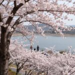 진양호 호반전망대에서 바라본 만개한 겹벚꽃과 호수 전경