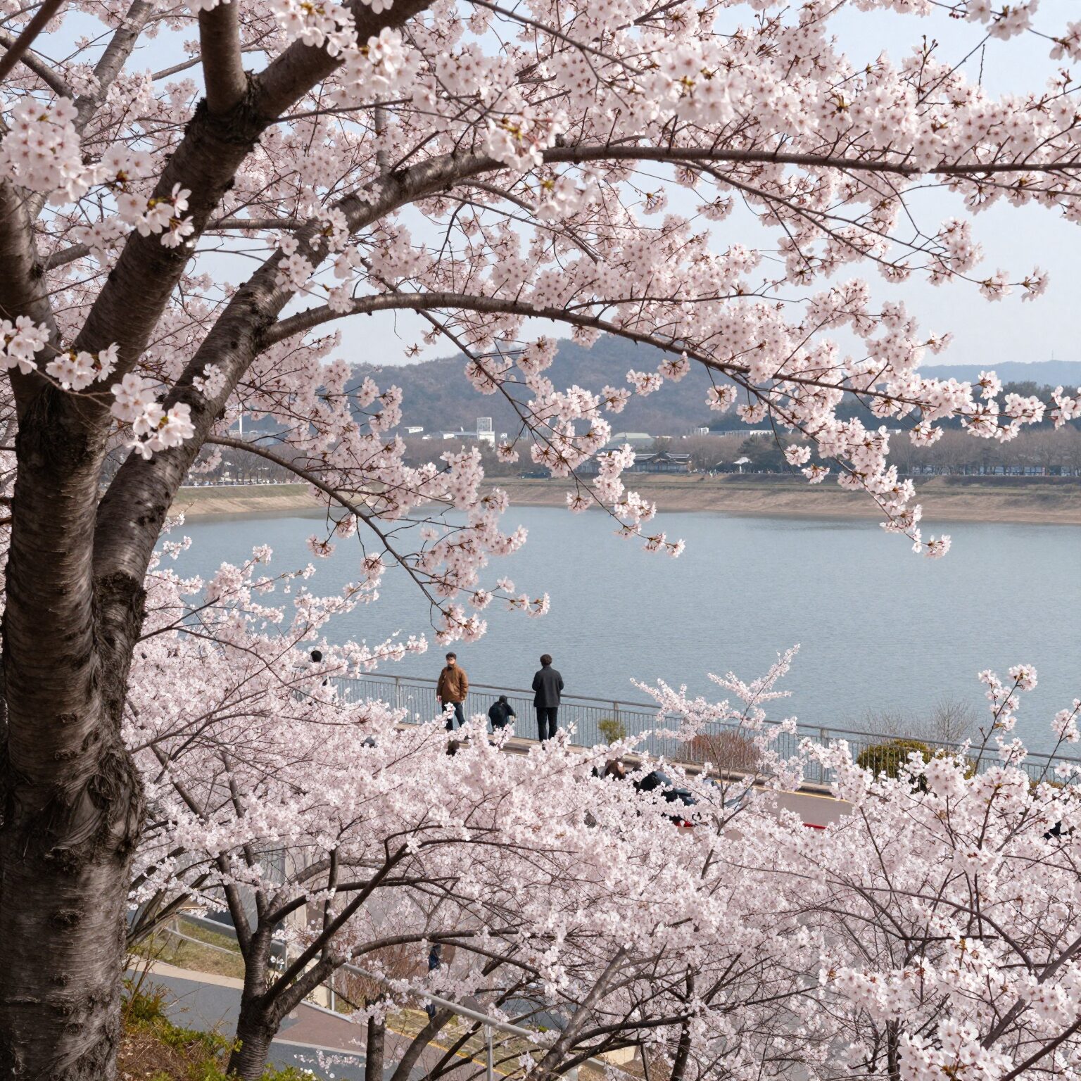 진양호 호반전망대에서 바라본 만개한 겹벚꽃과 호수 전경
