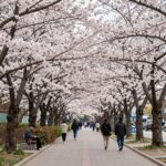 경희대 국제캠퍼스 사색의 광장 벚꽃길 풍경