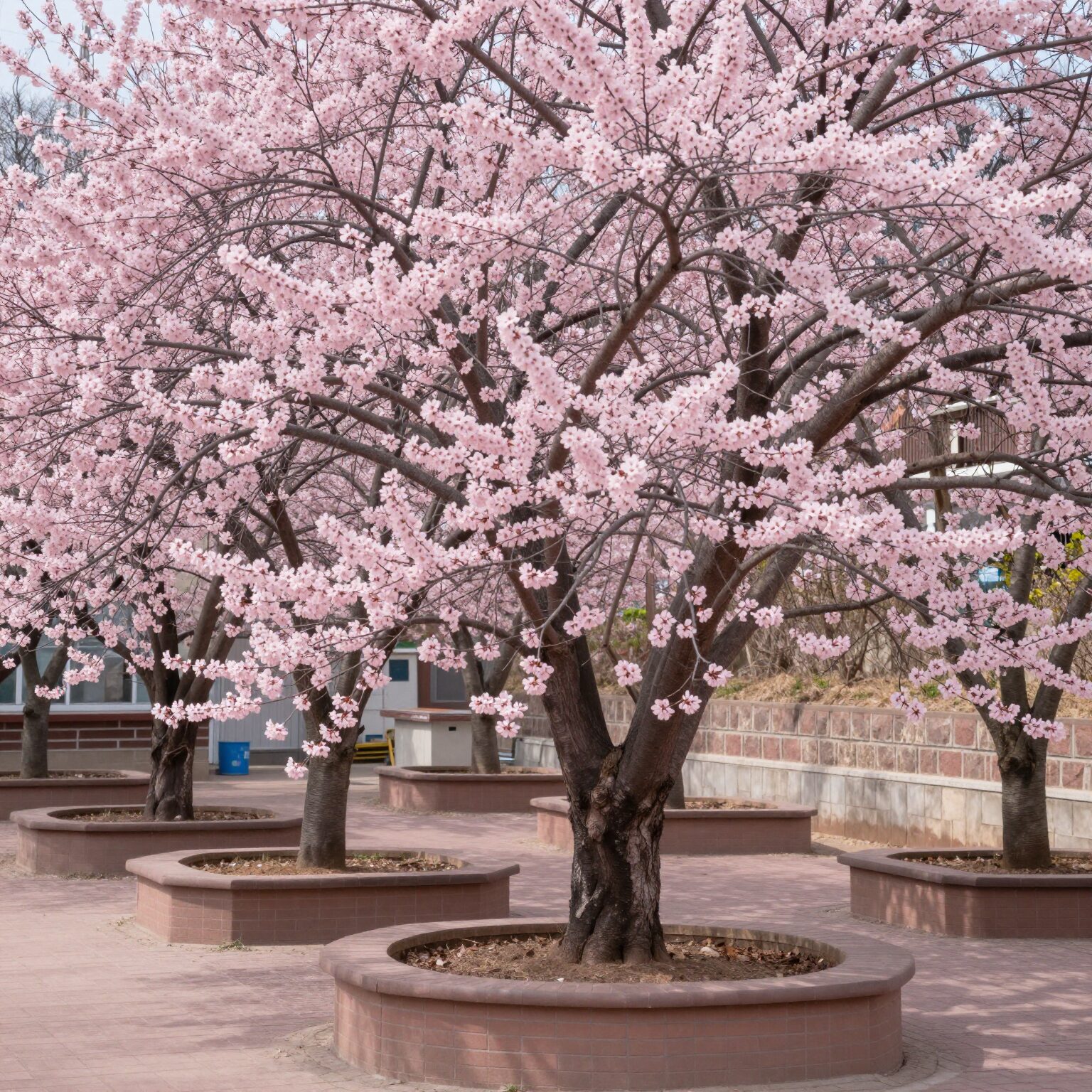 분홍색 꽃이 만발한 매화말발도리 나무가 테라스 화분에 심겨져 있는 모습