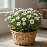 베란다에서 키운 마가렛 꽃을 바구니에 담아 거실에서 찍은 사진