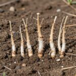 무스카리 구근을 심는 적정 깊이와 간격을 보여주는 그림