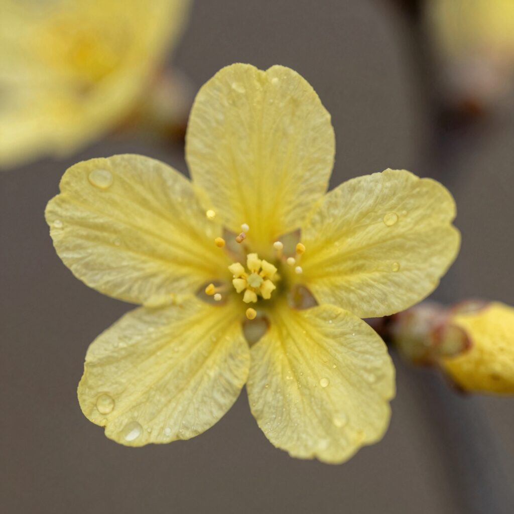 연보라색 오동나무꽃 종모양 클로즈업