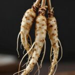 작약 뿌리 숙근이 구근처럼 보이지만 뿌리줄기 형태인 모습