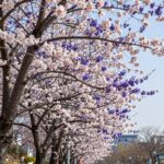 봄날 햇살 아래 가지마다 자줏빛 꽃이 만발한 박태기나무