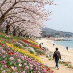 4월 봄 여행지 추천 지리산 치즈랜드 수선화 푸꾸옥 해변 전등사 매화꽃