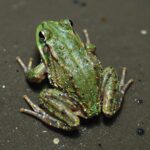 청개구리 올챙이의 뒷다리가 나오는 중간 단계를 클로즈업한 사진