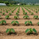 토란 심기 적정 간격을 보여주는 밭 사진. 넓게 띄워 심은 토란 모종이 줄지어 있다.