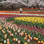 평택 농업생태원 튤립밭과 액자형 포토존, 다양한 색깔의 튤립이 펼쳐져 있다