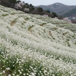 울산 슬도 유채꽃 만개 시기와 주차장 가이드 울산 슬도 유채꽃밭과 푸른 바다가 함께 보이는 봄 풍경