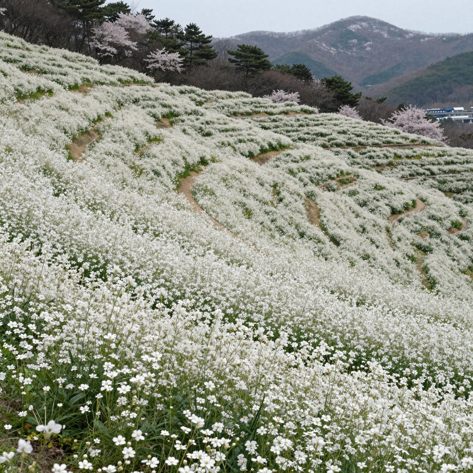 울산 슬도 유채꽃밭과 푸른 바다가 함께 보이는 봄 풍경