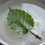 엄나무순 장아찌 만드는 법과 데치기 비결 엄나무순을 소금물에 데치는 과정, 잎이 하늘을 향하게 넣고 줄기부터 데침