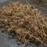 봄철 건강식품 망초대나물 채취와 무침 요리법 깨끗이 씻어 물기를 뺀 망초대나물