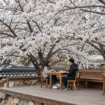 청주 대장간이야기 카페 2층 테라스에 핀 흰색 등나무꽃 아래 앉아 있는 모습
