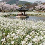 밀양 위양지 봄 풍경, 하얀 이팝꽃이 만개한 연못과 중앙의 완재정