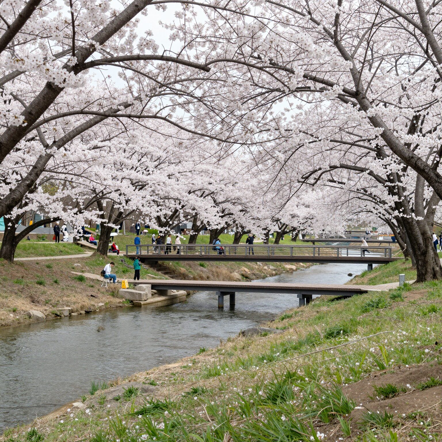 나주 영산강 유채꽃밭 전경과 데크다리